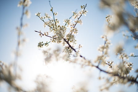 white flowers on macro shot thumbnail