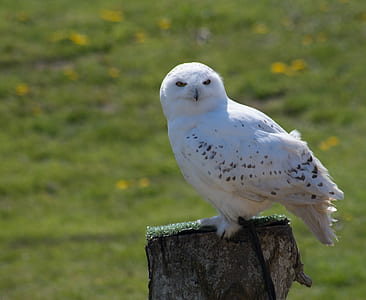 selective focus photography of white and black barn owl perching on tree stomp thumbnail