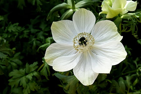closeup photography of white 8-petaled flower thumbnail