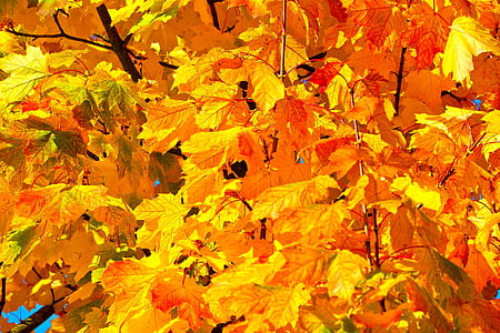 maple leaves thumbnail