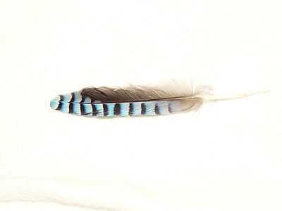 blue and gray striped feather thumbnail