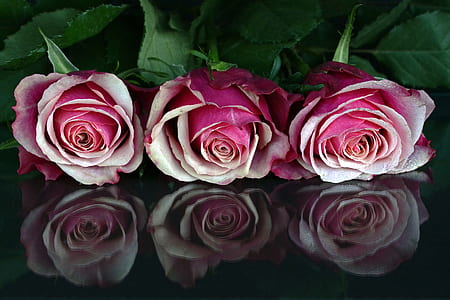 high-angle photography of three pink rose flower clusters thumbnail