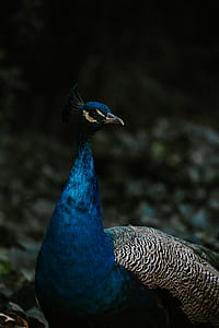 tilt shift lens photography of teal and gray peacock thumbnail