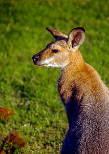 brown kangaroo on focus photo thumbnail