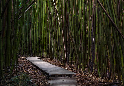gray wooden pathway in between bamboos thumbnail