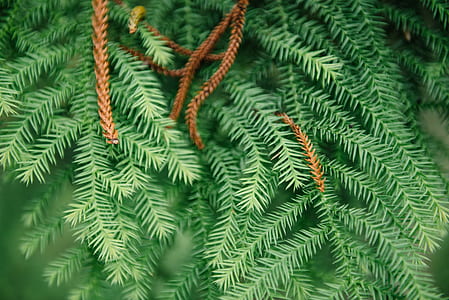 shallow focus photography of pine leaves thumbnail