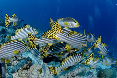 gray and yellow school of fish thumbnail