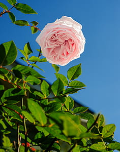 shallow focus photography of pink rose thumbnail