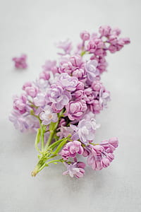 pink petaled flowers on white surface thumbnail