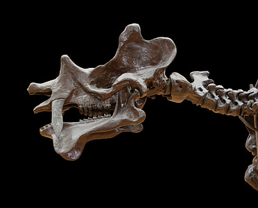 animal skeleton in black background thumbnail