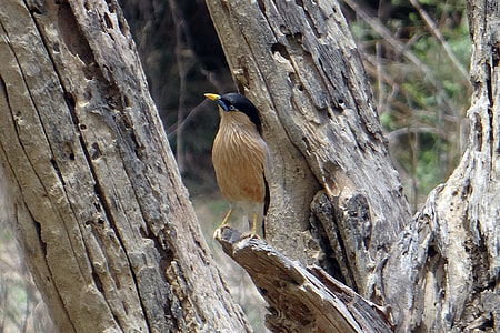 Brahminy Myna, Starling thumbnail