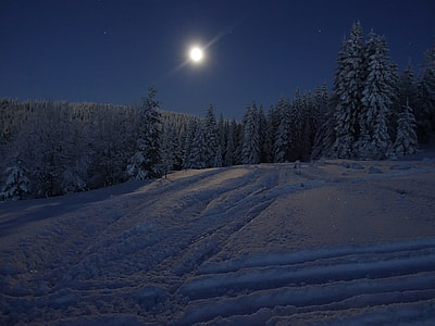 pine trees covered with snow thumbnail