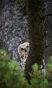 owl perching on bough thumbnail