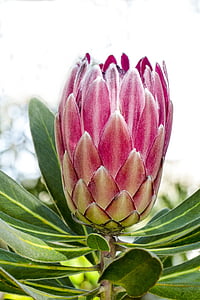 pink king protea flower in close up photography thumbnail