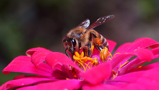 brown honey bee thumbnail