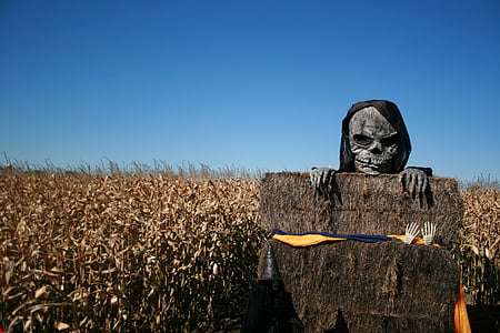 gray skull mask bear corn field thumbnail