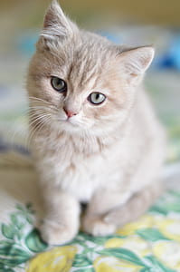 orange kitten in tilt-shift photography thumbnail
