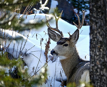 tilt shift lens photo of stag during daytime thumbnail