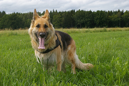 adult black and tan German shepherd on grass thumbnail