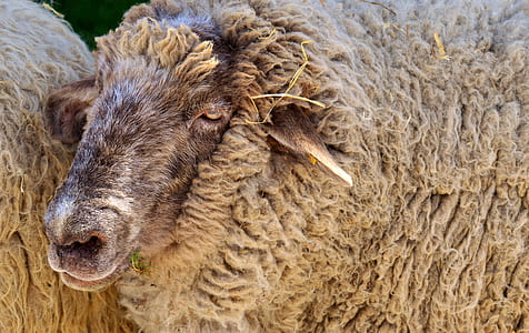 closeup photo of brown sheep thumbnail