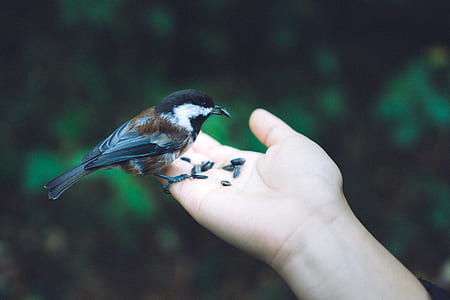 brown and black bird standing on person's hand thumbnail