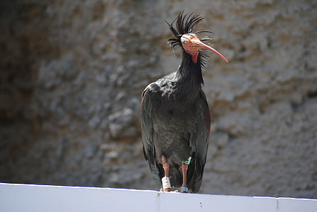 Bird, Northern Bald Ibis thumbnail