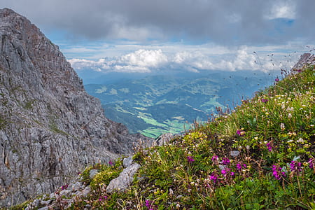 purple petaled flowers in bloom on hill thumbnail