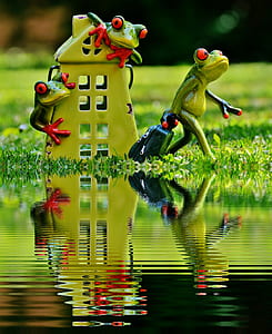three green frogs near body of water thumbnail