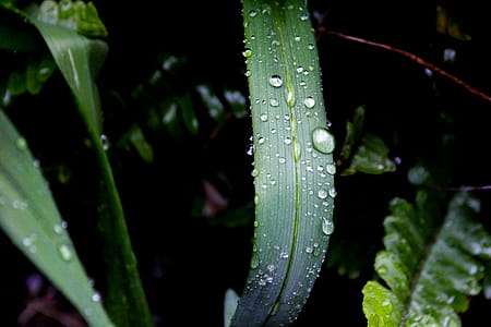 Close-up Photography of Green Leaf Plant With Water Dew thumbnail