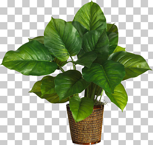 Albizia julibrissin Leaf Plant Philodendron bipinnatifidum Silk, Potted plants, potted green leafed plant PNG clipart