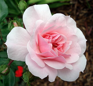 close-up photo of white and pink rose in bloom thumbnail