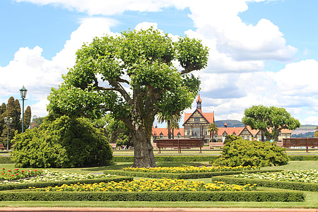 green tree surrounded by bush under blue sky during daytime thumbnail
