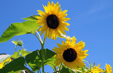 closeup of sunflower in bloom thumbnail