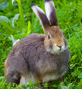 brown rabbit on grass looking at camera thumbnail