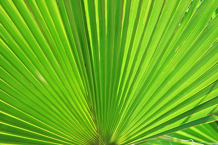 close-up photo of green fan plant thumbnail