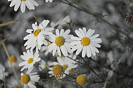 closeup photography of white daisies thumbnail