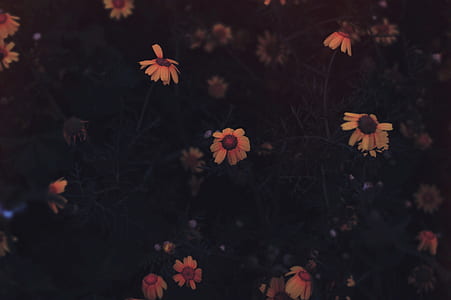 yellow petaled flowers thumbnail