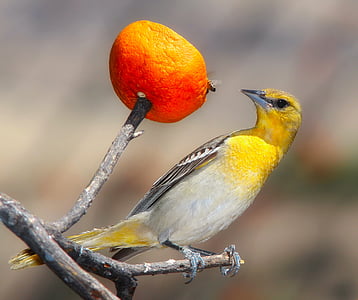 focus photography of yellow passerine bird perched on stem of plant thumbnail