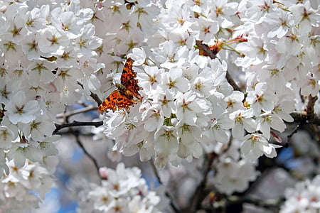 Gulf Fritillary butterfly on white petaled flowers thumbnail