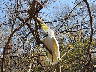 white and yellow cockatoo on branch thumbnail