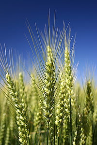 selective focus photo of green wheat thumbnail