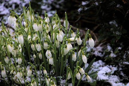closeup photo of white petal flower lot thumbnail