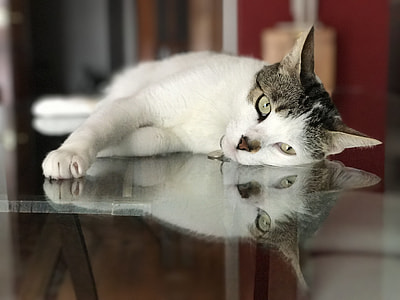 white and gray cat on glass table thumbnail