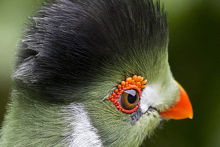 close-up photography of green turaco thumbnail