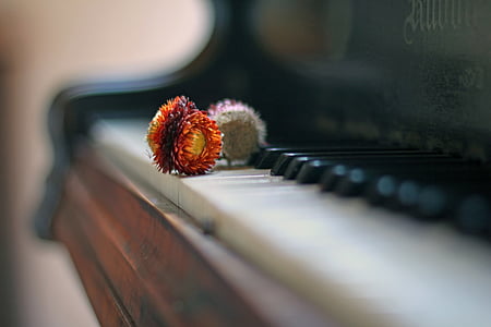 three red and white petaled flowers thumbnail