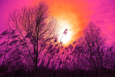 landscape photography of black trees thumbnail