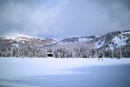 snow-covered pine forest under gray skies thumbnail