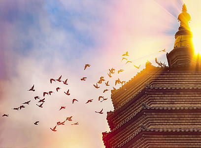 flock of birds flying near pagoda temple golden hour photography thumbnail
