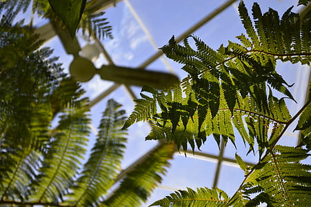 green leaf plant under white 3-blade ceiling fan thumbnail