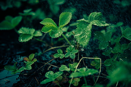 green leafed plant with water drops in tilt shift photography thumbnail